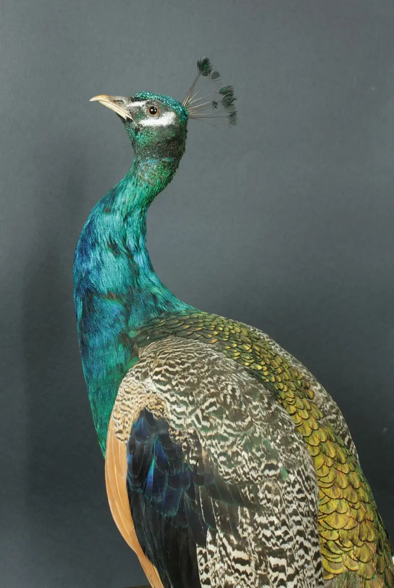 ein ausgestopfter Pfau